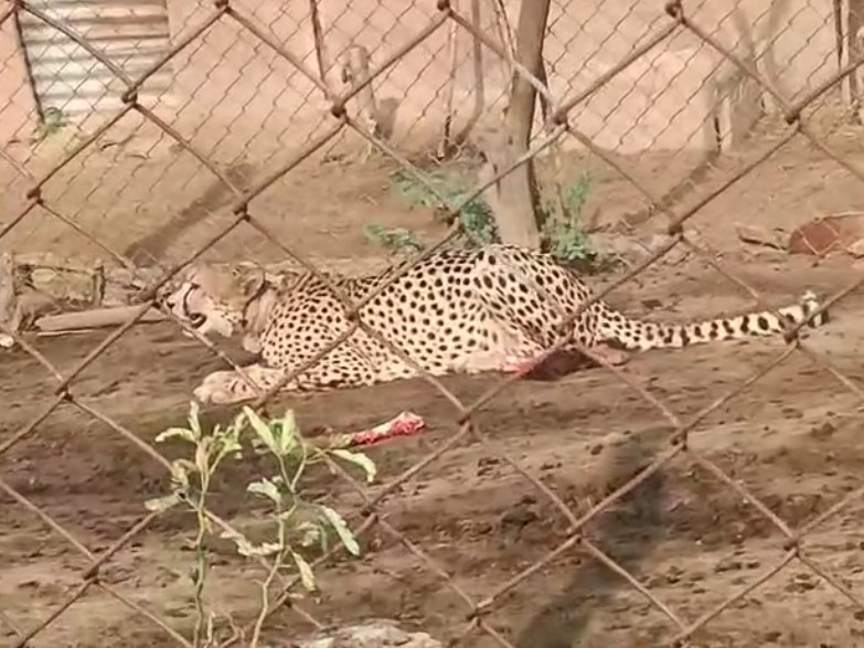 अपने शिकार के साथ बैठी ज्वाला।