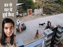 7 मार्च 2025 को अलवर शहर में एक कॉलेज छात्राओं पर आठ कुत्तों ने अटैक कर दिया।