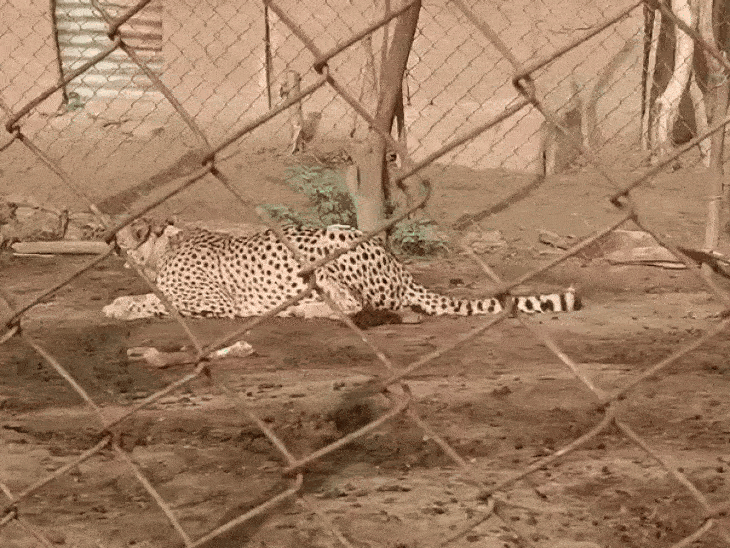 ग्रामीणों की भीड़ देखकर बाड़े में बैठी ज्वाला।