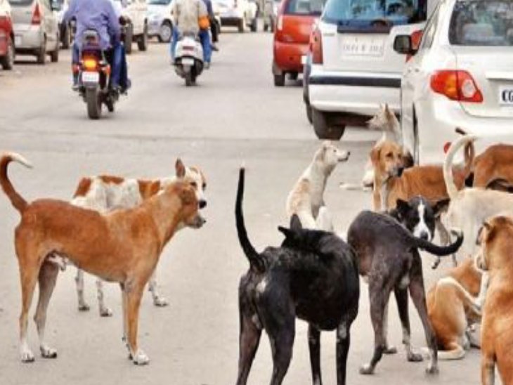 रायपुर की सड़कों पर ऐसे ही नजर आता है आवारा कुत्तों का झुंड।​​​​​​​ - Dainik Bhaskar