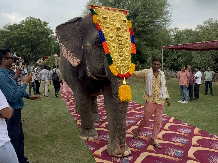 हाथी गांव की हथिनी अलग-अलग गहने पहनकर रैंप पर चलीं।