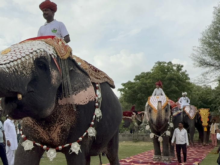 गहनों से सजी-धजी हथिनियां एक-एक कर रैंप पर पहुंचीं। अलग-अलग पोज भी दिए।