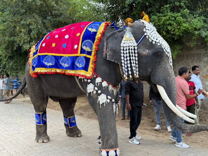 हाथी बाबू को अलग-अलग तरह के गहनों से सजाया गया। उसको सजाने में करीब 25 मिनट का समय लगा।