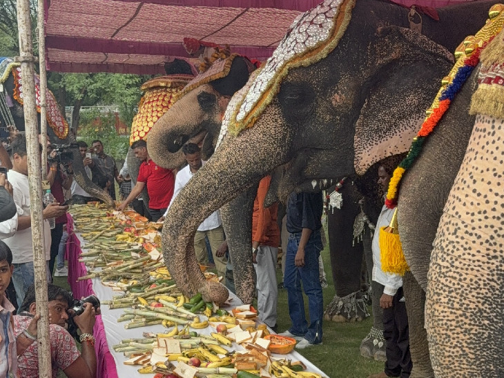 बुफे में सामूहिक भोजन करते हाथी।