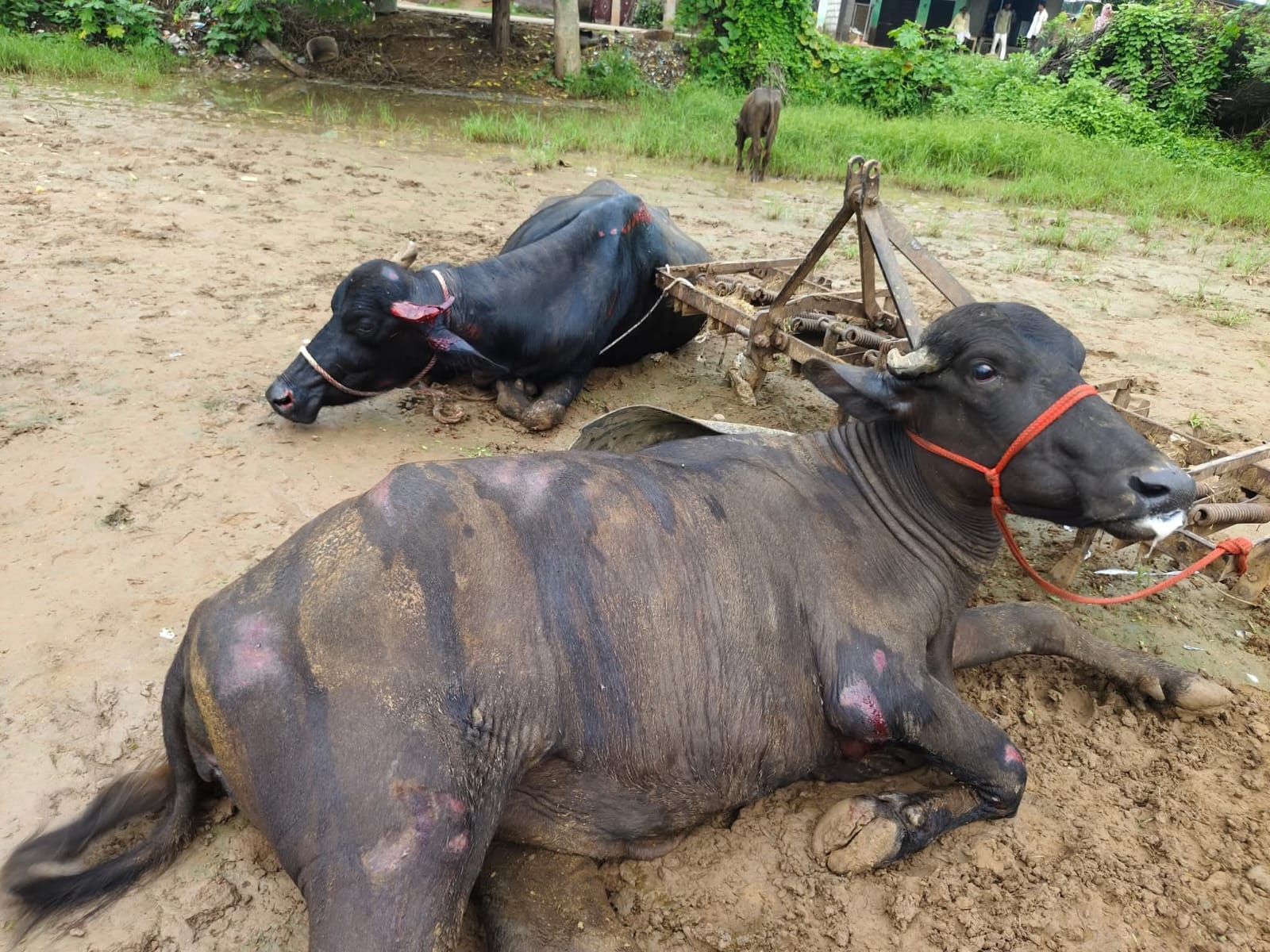 चोरों के द्वारा गाड़ी से फैंके गए पशु गंभीर रूप से घायल।