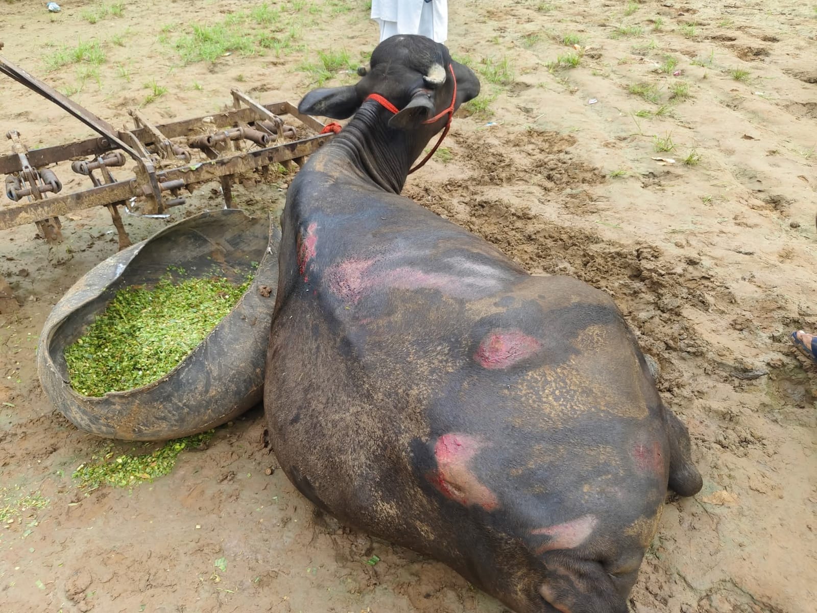 चोरों के द्वारा गाड़ी से फैंके गए पशु गंभीर रूप से घायल।