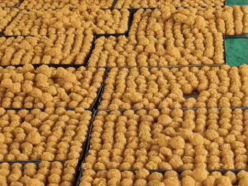 चित्तौड़गढ़ में परंपरा है कि सरकारी के साथ प्राइवेट स्कूलों में भी लड्डूओं की सप्लाई की जाती है।