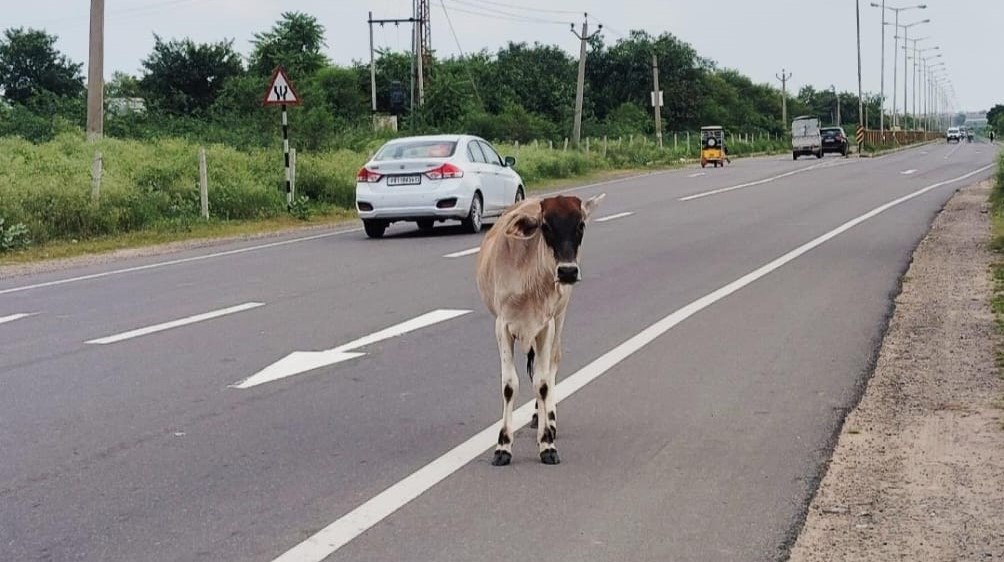 सड़क पर आवारा पशु इसी तरह घूमते रहते हैं। कई बार अचानक गाड़ी के सामने आ जाते हैं।