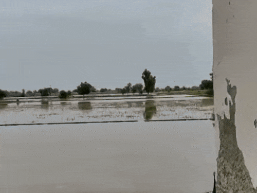 फाजिल्का एरिया में खेतों में भरा पानी, फसलों को नुकसान। - Dainik Bhaskar