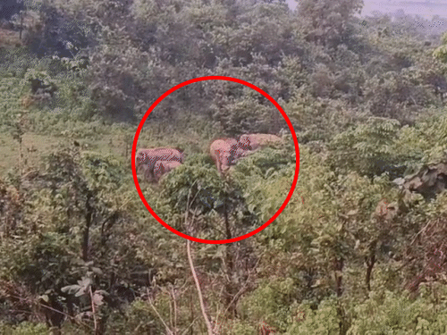 जिले के कुडमुरा और पसरखेत वन परिक्षेत्र में 30 हाथियों की मौजूदगी है।