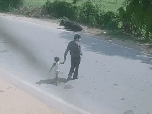 अजमेर के नसीराबाद स्थित बलंवता चौराहे के पास दादा की अंगुली पकड़कर ढाई साल की कृषिका सड़क पार कर रही थी।
