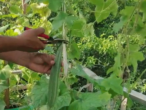 शंकरलाल और मीना को सब्जियों के लिए बाजार नहीं जाना पड़ता।