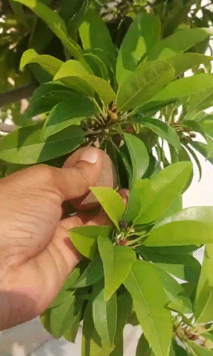शंकरलाल की घर की छत पर चीकू भी लगा रखे हैं। पति-पत्नी का कहना है कि घर में उगाए फल व सब्जियों का टेस्ट भी काफी बेहतर होता है।