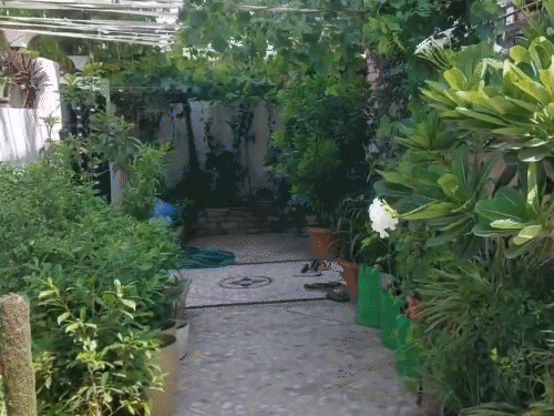 लाडनूं रोड पर संतोषी नगर में रहने वाले इस कपल का घर लोगों की बीच चर्चा में रहता है। टीचर दंपती ने पूरे घर में फलों-फूलों के पौधे लगा रखे हैं।