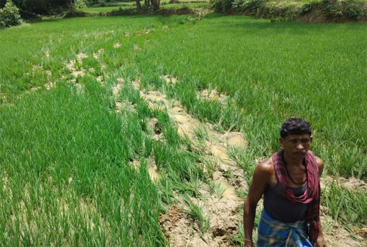 रात के समय हाथियों का दल खेतों में घुस गया।