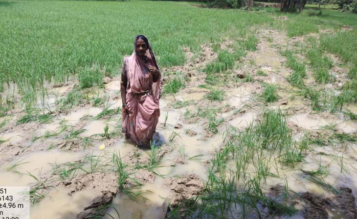 फसल को अपने पैरों से रौंदकर हाथियों ने बर्बाद कर दिया।