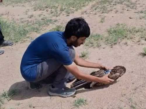 जैसलमेर के डेजर्ट नेशनल पार्क में अगस्त की शुरुआत में बाज पर कैमरा लगा कर उसे छोड़ा गया। इसके बाद उससे मिलने वाले डेटा पर रिसर्च किया जा रहा है।