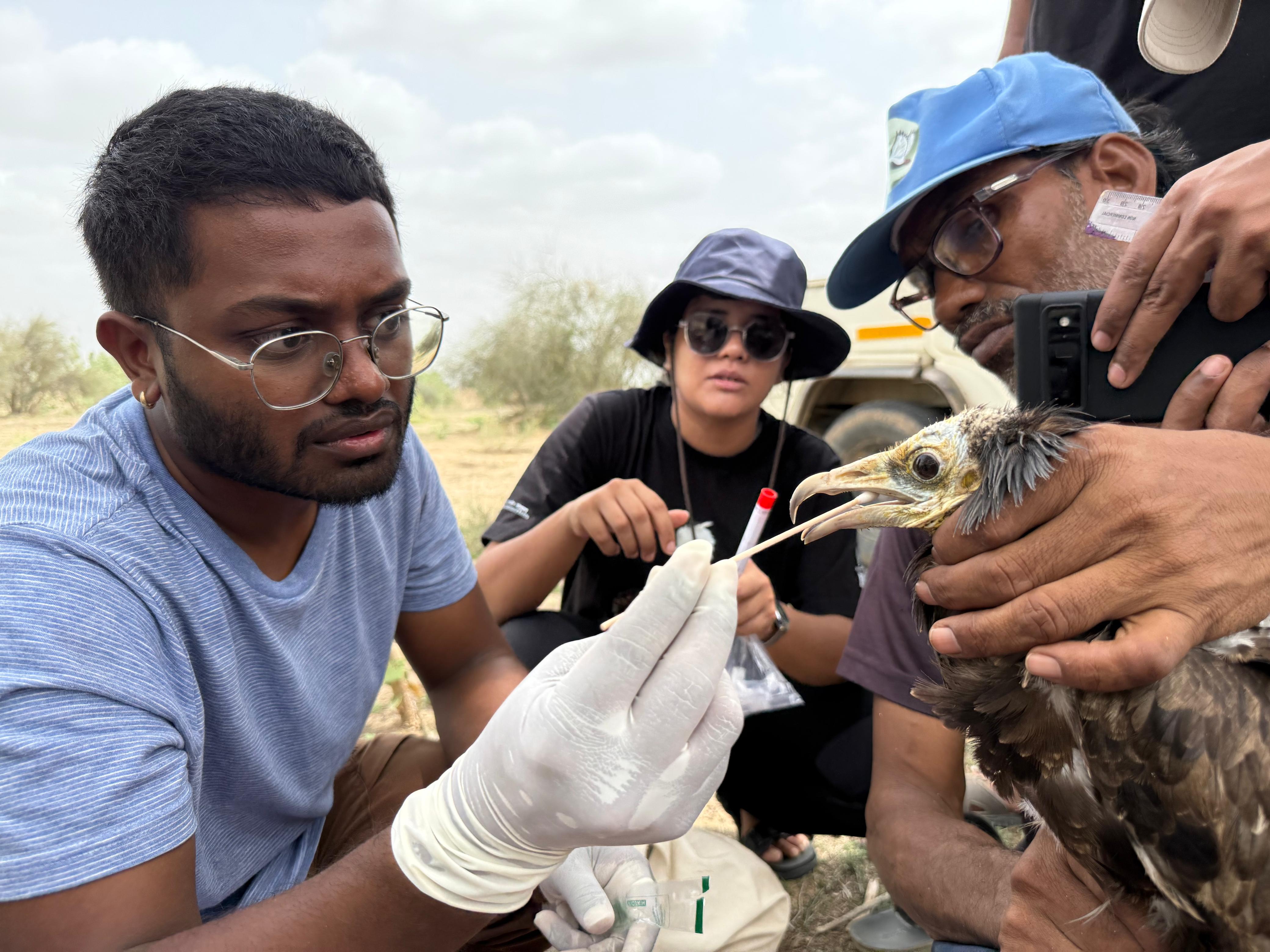 टीम एक बार गिद्ध को पकड़ने पर उसके स्वास्थ्य की जांच कर डिवाइस लगा कर उन्हें छोड़ देती है। इस टीम में डॉक्टर सुतीर्था दत्ता, वरुण खेर, डेविड फ़िनहोस, मानस शुक्ला, और मिहिर जाधव शामिल हैं।