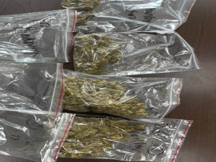 कस्टम कार्रवाई के दौरान जब्त की गई हाइड्रोपोनिक वीड। राजस्थान इस नशे की सप्लाई बढ़ती जा रही है।