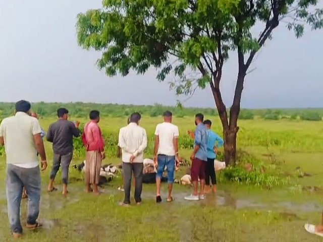 नीम के पेड़ के नीचे बकरियों के शव भी पड़े मिले।