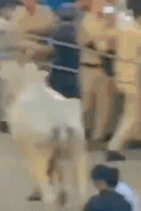 सांड को देखकर मौके पर तैनात पुलिसकर्मी भी जान बचाकर भाग गए।