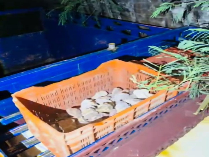 पिकअप में इस तरह पत्थरों से भरे कैरेट रखे मिले। जो गोरक्षकों पर फेंके गए।