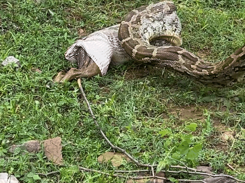 अजगर ने कुत्ते को धीरे- धीरे उगला।