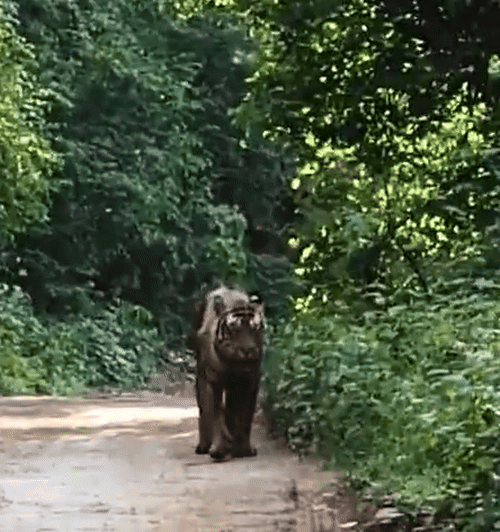 फिलहाल वन विभाग ने बाघ का वीडियो उच्चाधिकारियों और रिसर्च इंस्टीट्यूट भेजा है। जिसकी रिपोर्ट आने पर बाघ का उपचार किया जाएगा।
