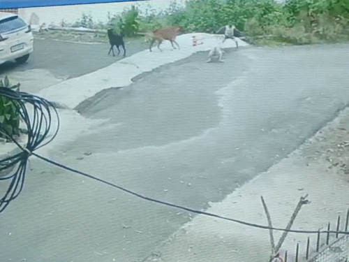 बच्चा भागने लगा तो पीछे से कुत्तों ने उस पर हमला कर दिया।