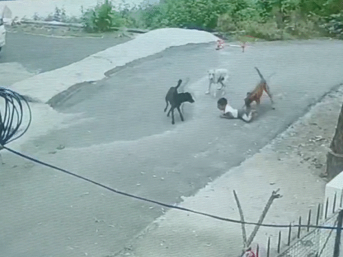 बच्चा नीचे गिर गया तो कुत्ते उसे घसीटते हुए ले गए।