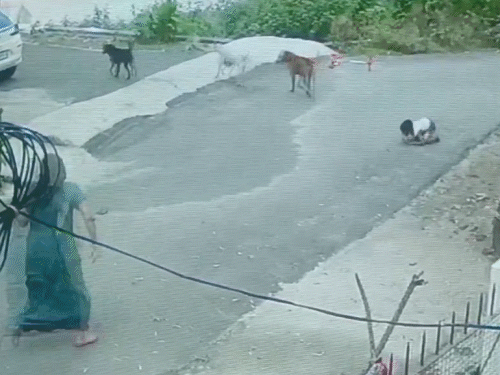 बच्चे की चीख सुनकर उसकी मां प्रीति साहू बचाने आई और कुत्तों को भगाकर बेटे को गोद में लिया।