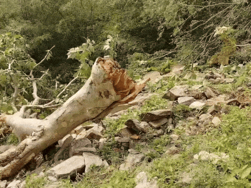 कार की रफ्तार इतनी तेज थी कि दो पेड़ तक टूट गए।