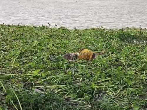 जब पुलिस ने तलाश शुरू की, तो कुछ दूरी पर दूसरी महिला की लाश बरामद हुई।