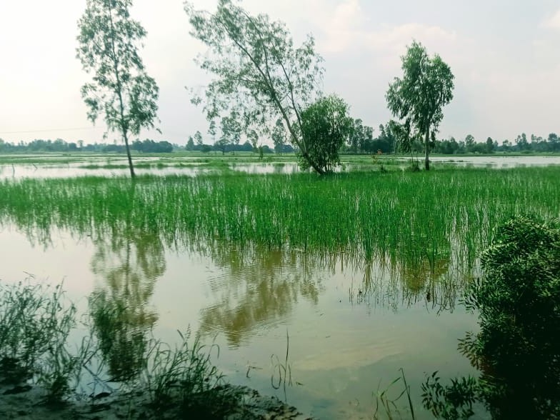 किसानों की फसलों में पानी भरा है।