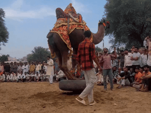 मेले के दौरान ऊंट के करतब दिखाए गए।