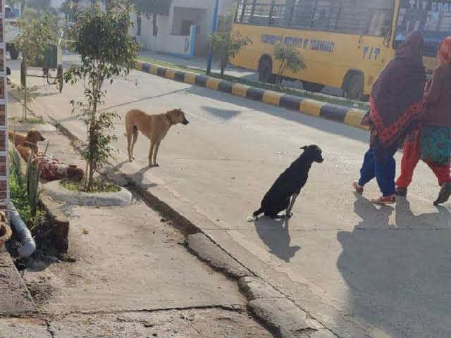सड़कों और गली मोहल्ला में भटक रहे करीब 5 हजार आवारा कुत्तों से निपटने के लिए कोई प्लान तक नहीं है।