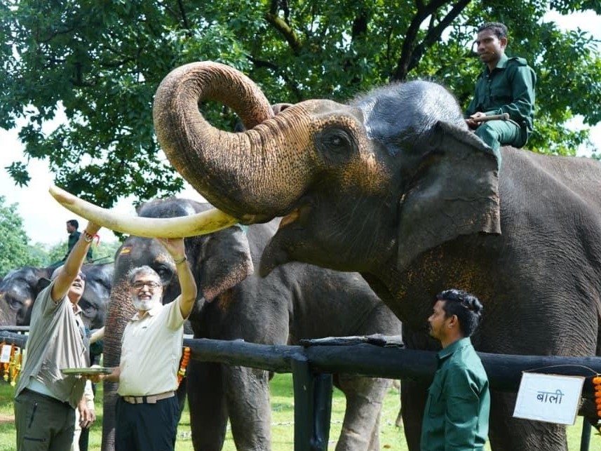 पेंच टाइगर रिजर्व में स्नान और मालिश का आनंद लेते हाथी।