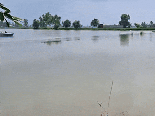 पंजाब के फिरोजपुर एरिया में बाढ़ जैसी स्थिति बनी हुई है। - Dainik Bhaskar