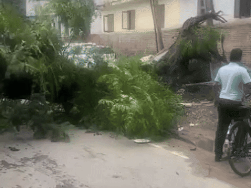 पेड गिरने से पूरा रास्ता हुआ बंद।
