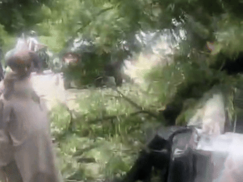 सुबह के समय अचानक गिरा पेड।