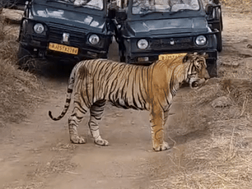 वन विभाग ने हाल ही में हुए घटनाक्रम के बाद पर्यटकों की सुरक्षा को प्राथमिकता देते हुए एक आदेश जारी किया है।