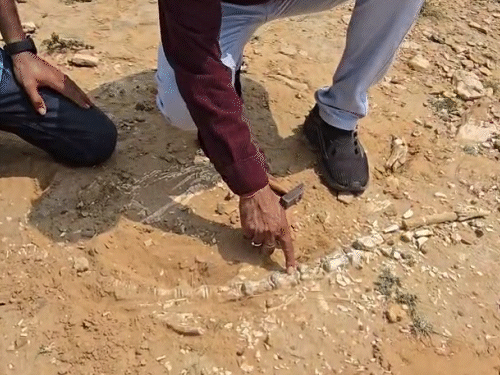 मेघा गांव के पास प्राचीन जीवाश्म और कंकाल का ढांचा मिला है। कुछ ऐसे पत्थर हैं, जो जीवाश्म बन चुके हैं।