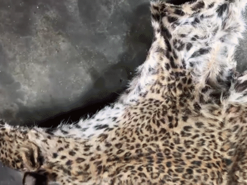The smugglers showed the skin of the leopard ... This is his video.