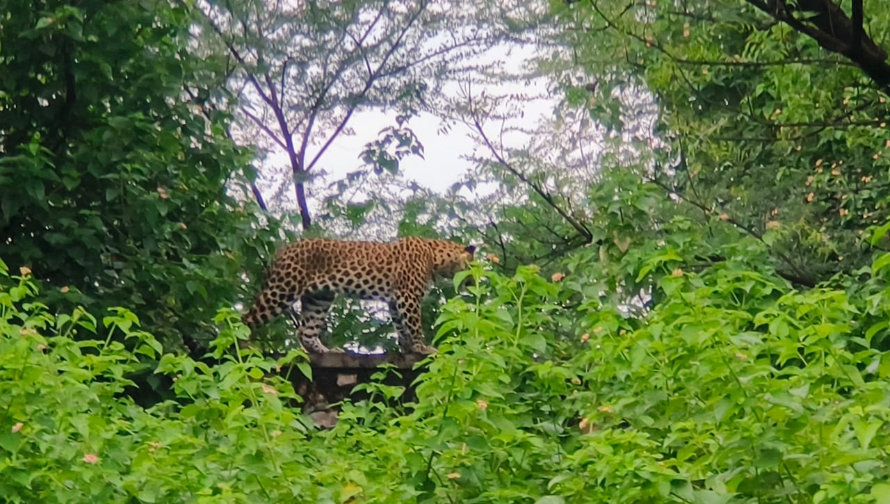 9 घंटे तक वन विभाग के अधिकारियो और कर्मचारियों ने लेपर्ड को ढूढ़ने के लिए सर्च ऑपरेशन चलाया था।