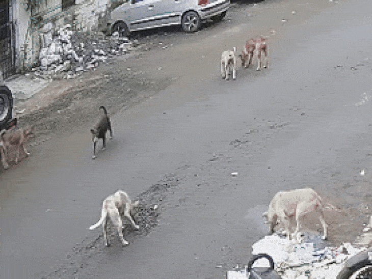 लगातार इलाके में बढ़ रही कुत्तों की संख्या।