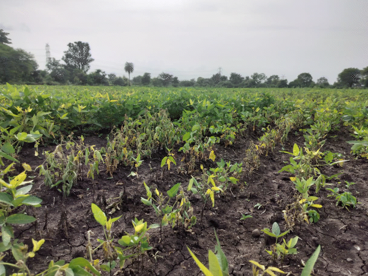 पानी की कमी के कारण सोयाबीन की फसल खराब हो गई थी।