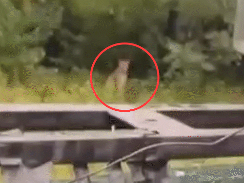 लेपर्ड गोपालपुरा पुलिया के नजदीक हिम्मत नगर में NBC की स्पेशल इंजीनियरिंग फैक्ट्री में आया था।