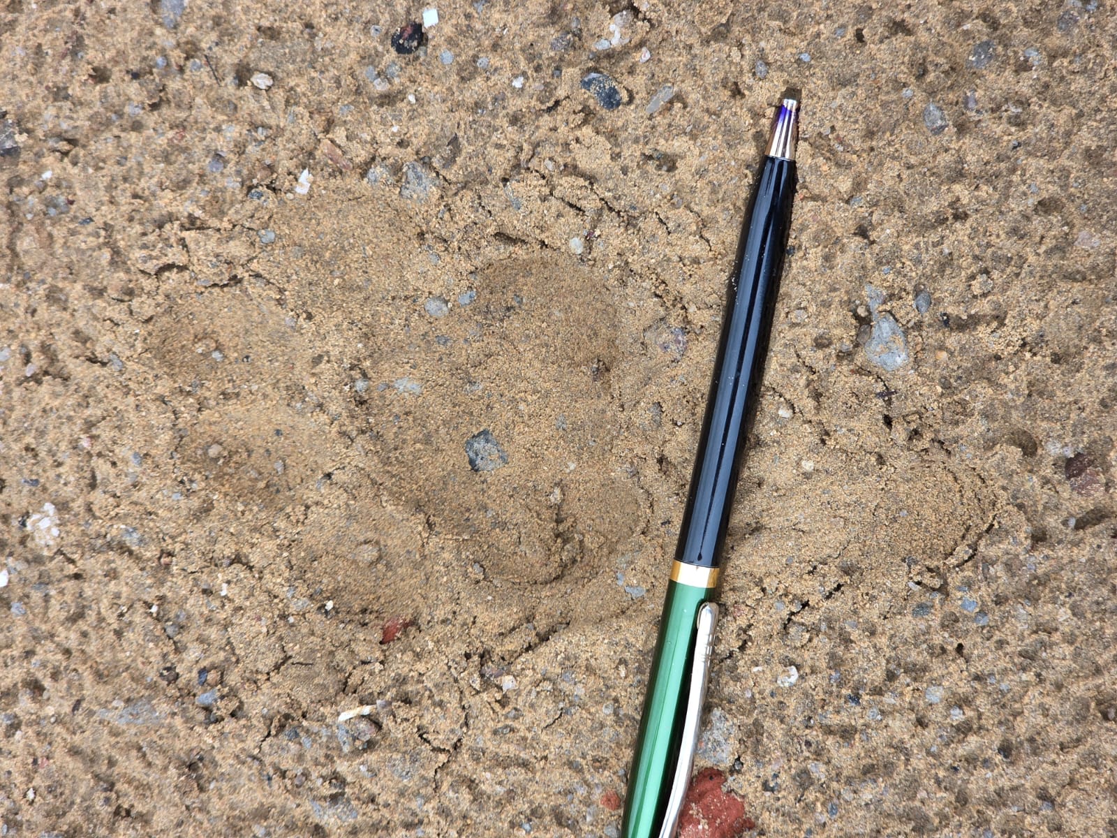 वन विभाग की सर्च टीम को फैक्ट्री में मिले लेपर्ड के फुटप्रिंट।