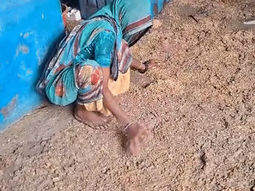 निमोदा हरि जी गांव की नई बस्ती में बारिश से अनाज भीग गया। बुजुर्ग महिला यहां अनाज बचाने की कोशिश करती दिखी।