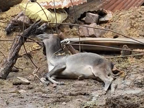 घर के बाड़े में खड़े जानवर भी पानी के तेज बहाव के साथ बह गए।